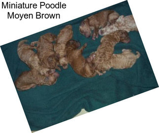 Miniature Poodle Moyen Brown