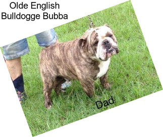 Olde English Bulldogge Bubba