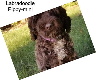 Labradoodle Pippy-mini