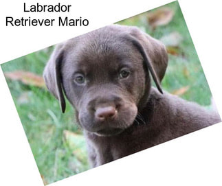 Labrador Retriever Mario