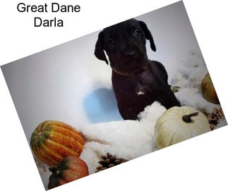 Great Dane Darla