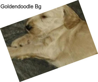 Goldendoodle Bg