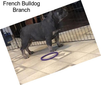 French Bulldog Branch