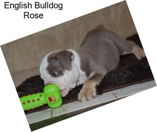 English Bulldog Rose