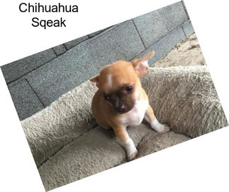 Chihuahua Sqeak