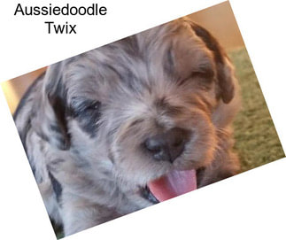 Aussiedoodle Twix