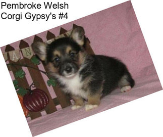 Pembroke Welsh Corgi Gypsy\'s #4