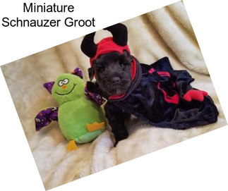 Miniature Schnauzer Groot