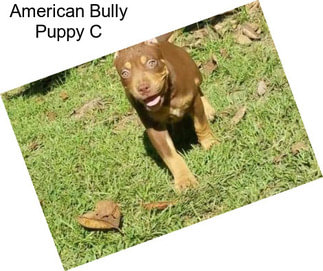 American Bully Puppy C