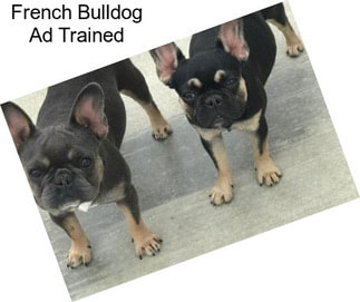 French Bulldog Ad Trained