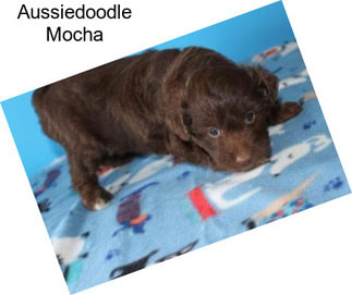 Aussiedoodle Mocha