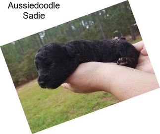 Aussiedoodle Sadie