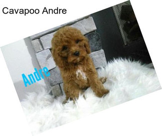 Cavapoo Andre