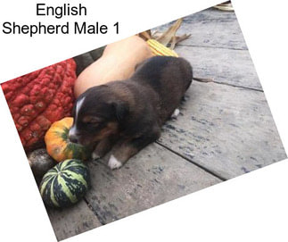 English Shepherd Male 1