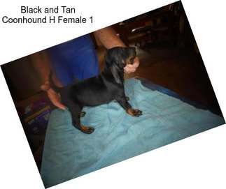 Black and Tan Coonhound H Female 1