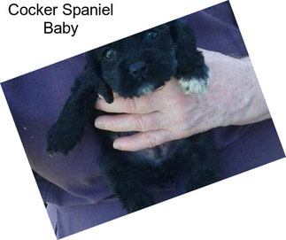 Cocker Spaniel Baby