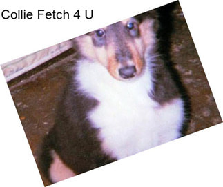 Collie Fetch 4 U