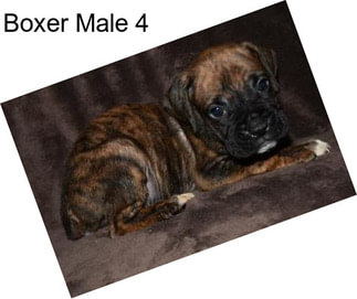 Boxer Male 4