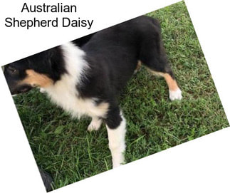 Australian Shepherd Daisy