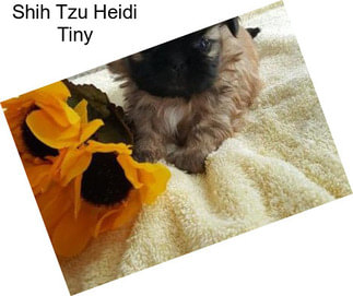 Shih Tzu Heidi Tiny