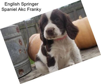 English Springer Spaniel Akc Franky