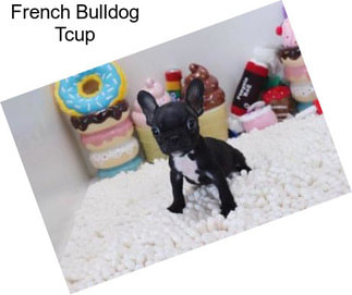 French Bulldog Tcup