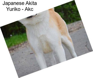 Japanese Akita Yuriko - Akc