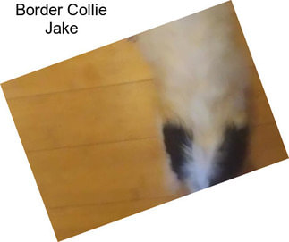 Border Collie Jake