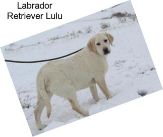 Labrador Retriever Lulu