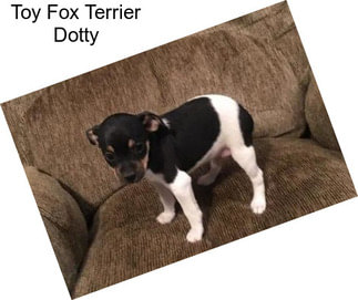 Toy Fox Terrier Dotty