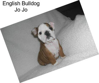 English Bulldog Jo Jo