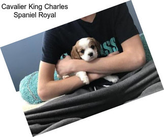 Cavalier King Charles Spaniel Royal