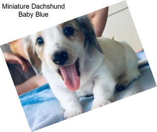 Miniature Dachshund Baby Blue