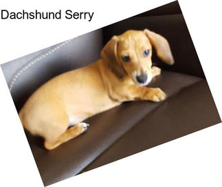 Dachshund Serry