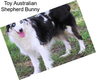 Toy Australian Shepherd Bunny