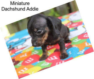 Miniature Dachshund Addie
