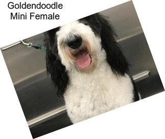 Goldendoodle Mini Female