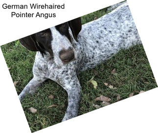 German Wirehaired Pointer Angus