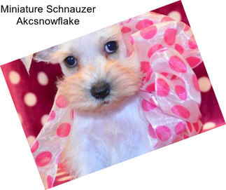 Miniature Schnauzer Akcsnowflake