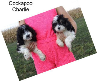 Cockapoo Charlie