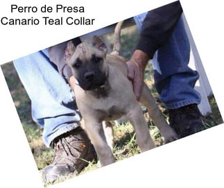 Perro de Presa Canario Teal Collar