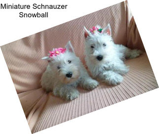 Miniature Schnauzer Snowball