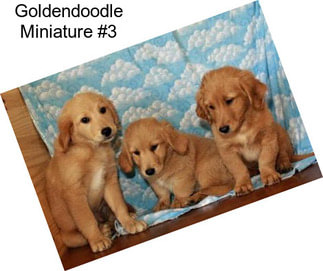 Goldendoodle Miniature #3
