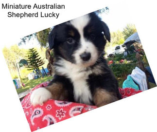 Miniature Australian Shepherd Lucky