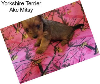 Yorkshire Terrier Akc Mitsy