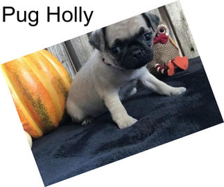Pug Holly