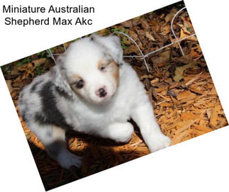 Miniature Australian Shepherd Max Akc