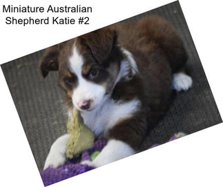 Miniature Australian Shepherd Katie #2