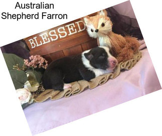 Australian Shepherd Farron