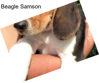 Beagle Samson